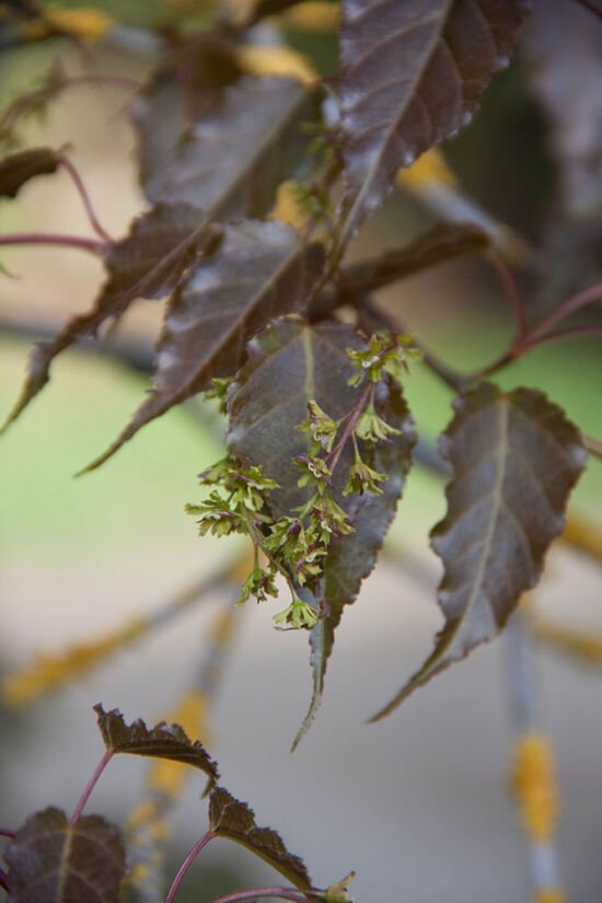 <em>Acer kawakamii</em>