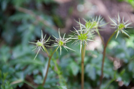 <em>Coptis aspleniifolia</em>