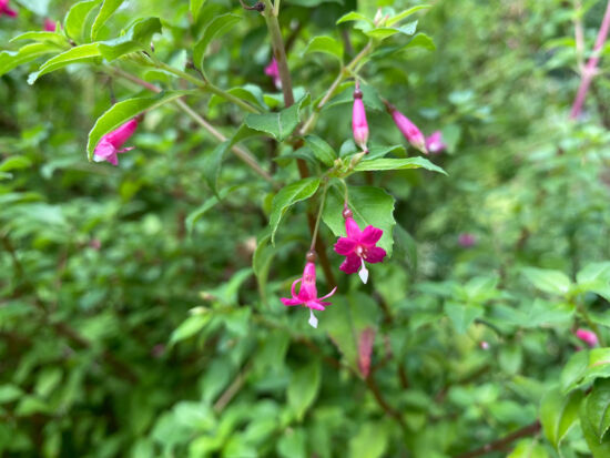 <em>Fuchsia microphylla</em>