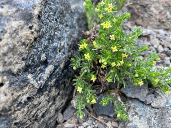 <em>Galium ambiguum</em> ssp. <em>siskiyouense</em>