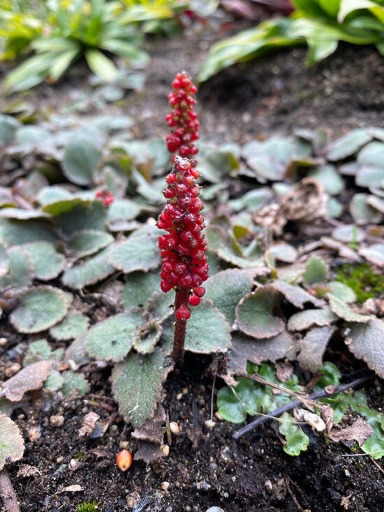 <em>Gunnera prorepens</em>