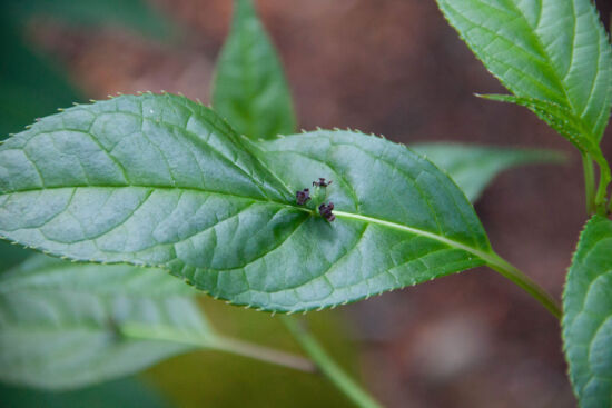 <em>Helwingia himalaica</em> - Female