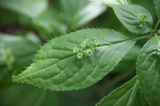 <em>Helwingia japonica</em> - Male