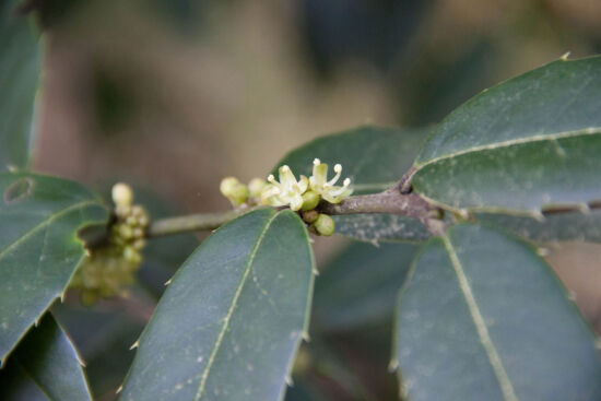 <em>Ilex dipyrena</em>
