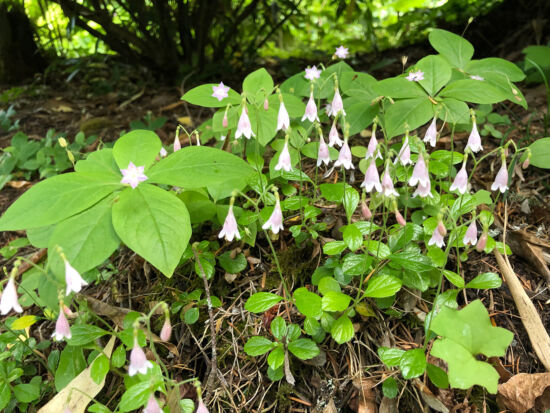 <em>Linnaea borealis</em>