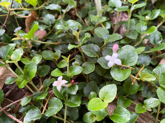 <em>Mitchella repens</em>