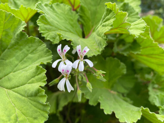<em>Pelargonium odoratissimum</em>