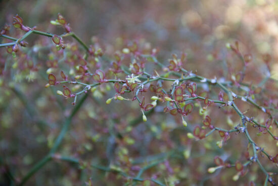 <em>Smilax nana</em>