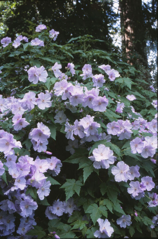 Evergreen shrub from Chile; large, lilac blue flowers in the warmer months, grayish, lobed leaves.