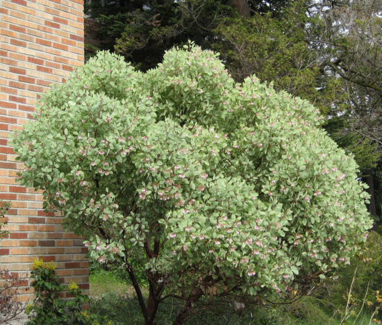 Evergreen shrub from sw. Oregon, California; pale blue-green leaves, pink late-winter flowers, orange berries, maroon bark.