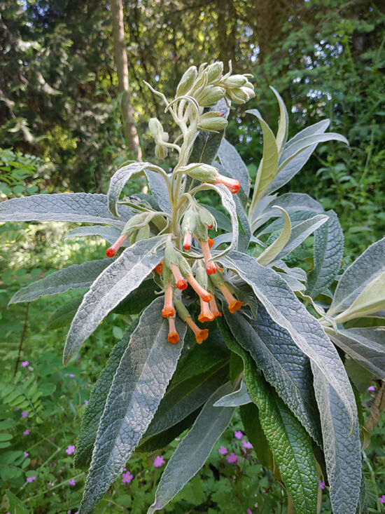 Large evergreen shrub from Brazil. New introduction to the Washington Park Arboretum.
