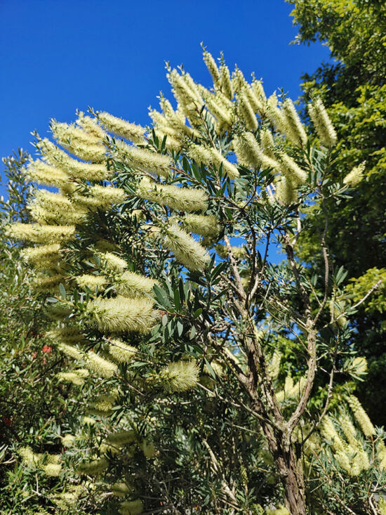 Large Australian evergreen shrub; slender, aromatic, silver-green leaves; long brushes of creamy flowers in late spring.