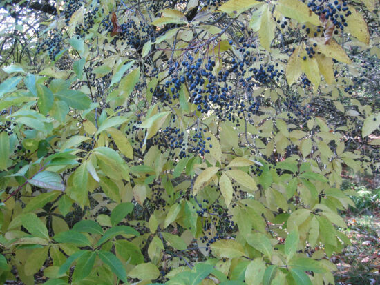 Deciduous shrub or tree from the e. US; spidery white flowers in billowy clusters in spring; large, rounded leaves coloring cream and purple in fall as blue berries ripen.