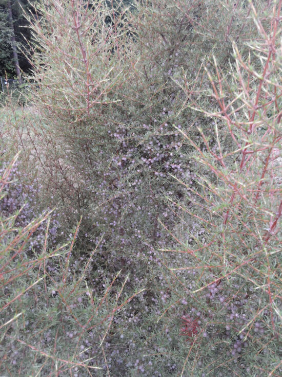 Evergreen shrub from New Zealand; slender, heather-like silvery green leaves; small berries in white, pink, soft red or lilac crowd the inner branches.