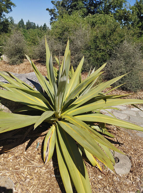 Palmlike plant from New Zealand; clump of large, swordlike leaves atop a single trunk.