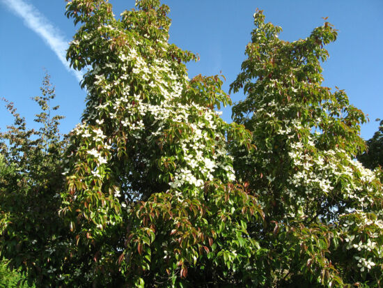 A small evergreen dogwood tree from s. Asia; glossy leaves open bright red in this cultivar; starry white flowers in late spring.