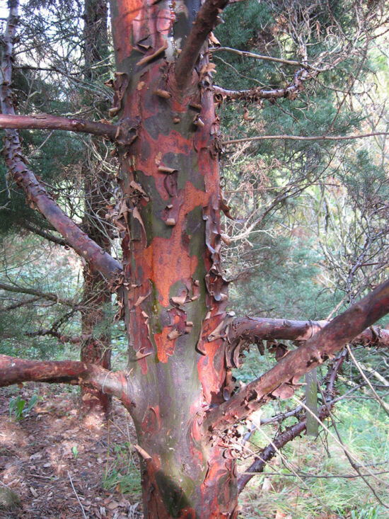 Rare cypress from Guadalupe Island, Mexico; feathery blue-gray foliage, colorful red and purple peeling bark.