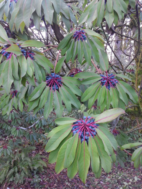 Evergeen small tree from China; large leaves suggest rhododendron; male plants have deep red flowers, females produce bright blue berries.