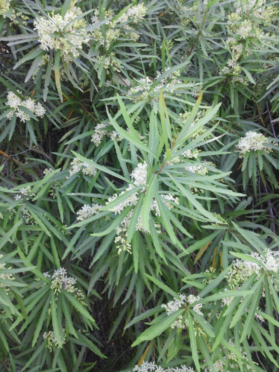 Evergreen shrub from Chile; narrow, jagged leaves, spidery clusters of fragrant white flowers.