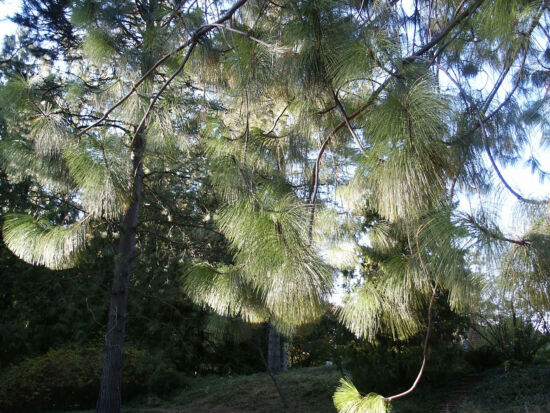 Large tree from Mexico with billowy sprays of 15-inch bright green needles.