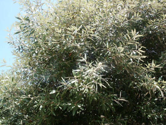 Evergreen tree from the Southwest; narrow leaves deep gray green on top, white underneath.