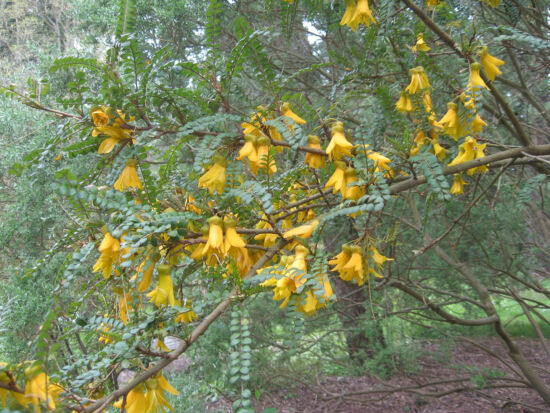 Evergreen shrub or small tree from New Zealand; feathery, bright green leaves; large yellow pea flowers in spring.