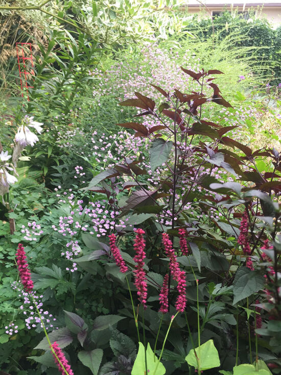 <em>Persicaria</em> 'Golden Arrow', <em>Eupatorium</em> 'Chocolate', <em>Thalictrum</em> 'Hewitt's Double'