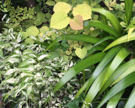 <em>Corylopsis spicata</em> 'Golden Spring', <em>Disporum cantoniense</em> 'Moonlight', <em>Iris japonica</em>