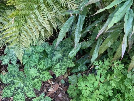 <em>Dryopteris erythrosora</em> 'Brilliance', <em>Epimedium</em> 'The Giant', <em>Corydalis</em> 'Porcelain Blue', <em>Podophyllum</em> 'Spotty Dotty'