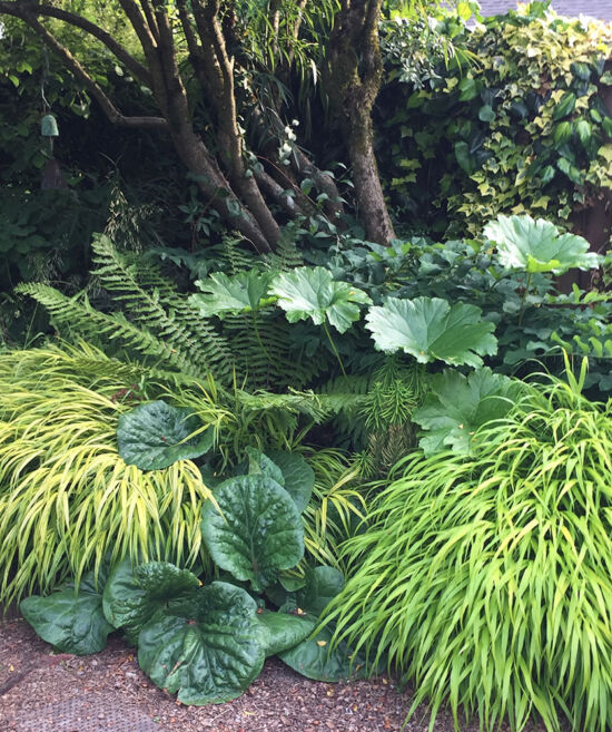 <em>Hakonechloa macra</em> 'Aureola', <em>Darmera peltata</em>, <em>Bergenia ciliata</em> 'Large Leaf Form'