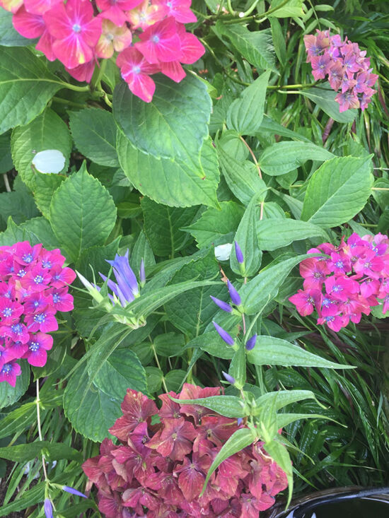 <em>Hydrangea</em> 'Pistachio', <em>Gentiana asclepiadea</em>