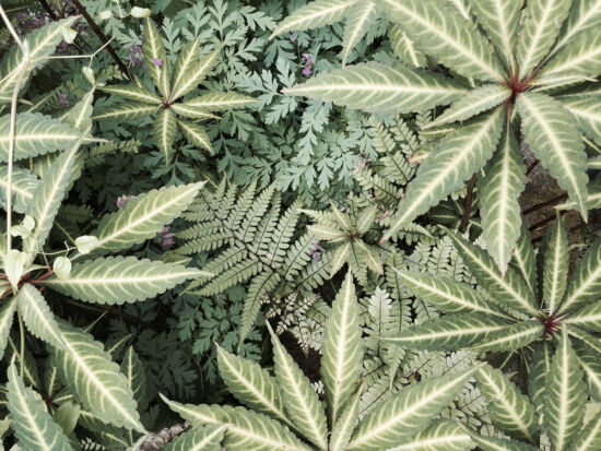 <em>Impatiens omeiana</em>, <em>Athyrium otophorum</em>, <em>Dicentra</em> 'Luxuriant'