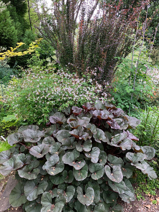<em>Ligularia</em> 'Britt-Marie Crawford', <em>Gillenia trifoliata</em>, <em>Berberis</em> 'Helmond Pillar'