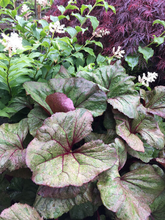 <em>Ligularia</em> 'Golden Confetti', <em>Smilacina racemosa</em>, <em>Acer palmatum</em> 'Garnet'