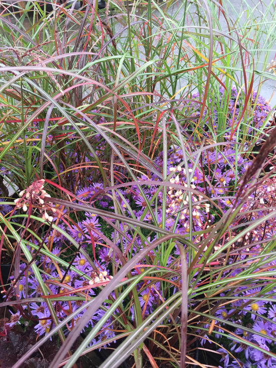 <em>Miscanthus</em> 'Little Miss', <em>Aster</em> 'Kickin' Purple'