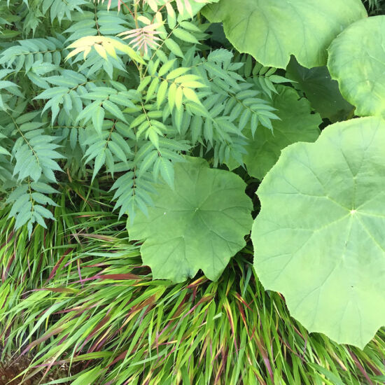 <em>Sorbaria</em> 'Sem', <em>Astilboides tabularis</em>, <em>Hakonechloa macra</em>'Beni-kazi'