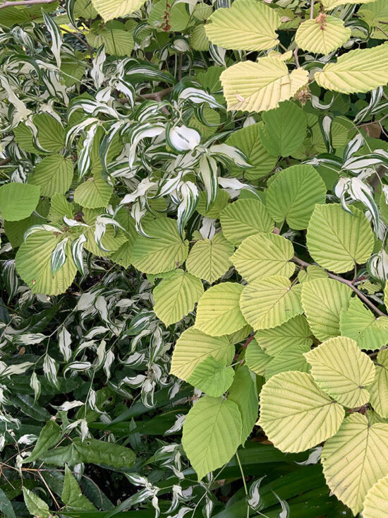 <em>Corylopsis spicata</em> 'Golden Spring', <em>Disporum cantoniense</em> 'Moonlight'