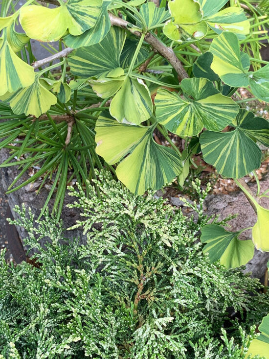 <em>Gingko</em> 'Majestic Butterfly', <em>Sciadopitys verticillata, Chamaecyparis obtusa</em> 'Mariesii'