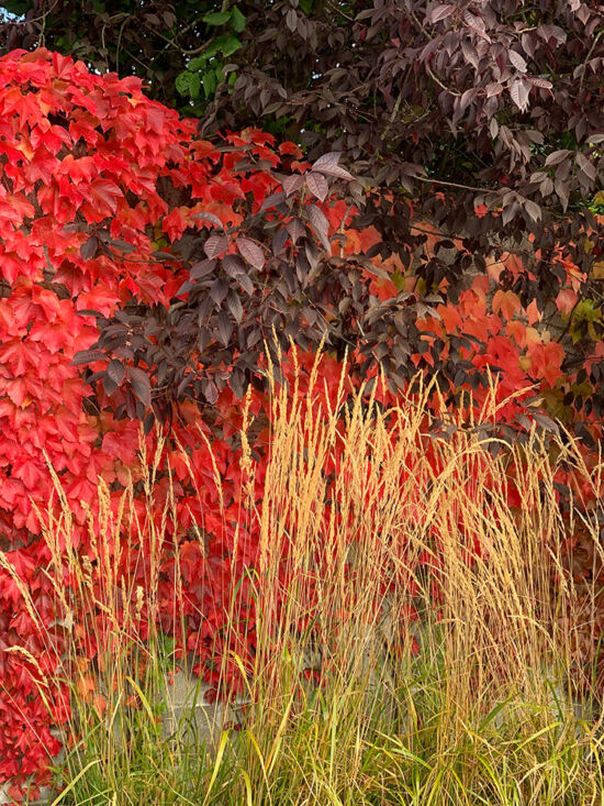 <em>Parthenocissus tricuspidata</em> 'Veitchii', <em>Calamagrostis</em> 'Karl Foerster', <em>Prunus</em> 'Thundercloud'