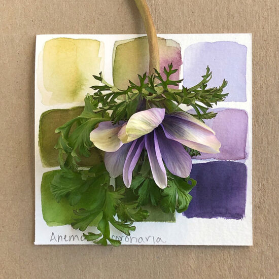 Color Collective, Lorene Edwards Forkner, <em>Anemone coronaria</em>