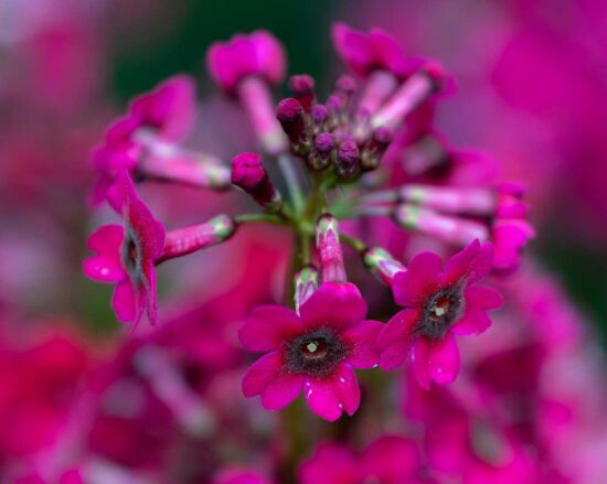 Joie de Vivre in the Garden, Justin Henderson