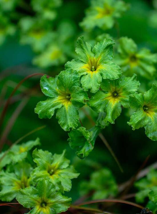 Joie de Vivre in the Garden, Justin Henderson