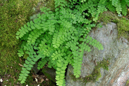 Seattle Fern Table: When Spore to Table is Great! <em>Adiantum</em> x <em>tracyi</em> Adiantum x tracyi, by Richie Steffen
