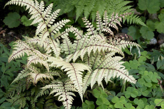 Seattle Fern Table: When Spore to Table is Great! <em>Athyrium otophorum</em> Athyrium otophorum by Richie Steffen