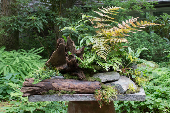 Seattle Fern Table: When Spore to Table is Great! Seattle Fern Table, by Richie Steffen