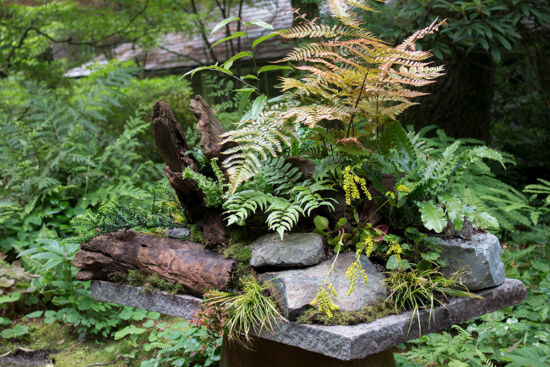 Seattle Fern Table: When Spore to Table is Great! Seattle Fern Table, by Richie Steffen