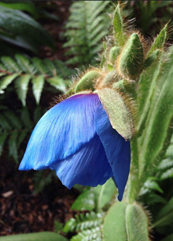 Travel: Plants, Gardens, Landscapes, Earth. Blue poppy. Blue poppy, by Sue Nevler