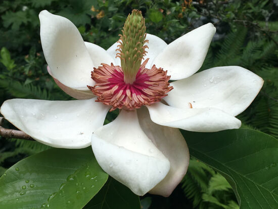 Travel: Plants, Gardens, Landscapes, Earth. Magnolia at E.C. Miller Garden. Magnolia at E.C. Miller Garden, by Sue Nevler