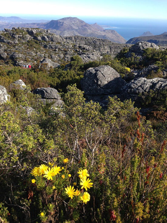 Travel: Plants, Gardens, Landscapes, Earth. Table Mountain. Table Mountain by Sue Nevler