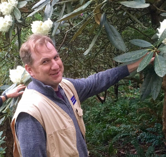 Ray Larson with Rhododendron macabeanum Ray Larson with Rhododendron macabeanum